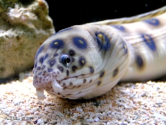 morský had