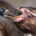 Tučniak humboldtov (spheniscus h