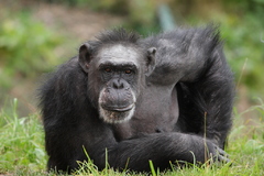 Šimpanz učenlivý   (Pan troglody