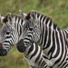 Zebra stepná (Equus burchelli bo