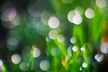 Ranný bokeh