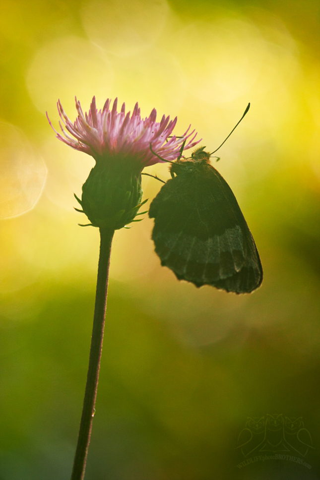 Hmlisté veľkofatranské ráno