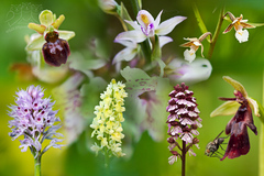 Pozvánka na výstavu