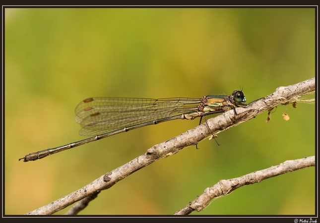 Lestes viridis