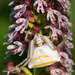 Strážca orchidey