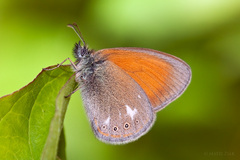 Očkáň traslicový