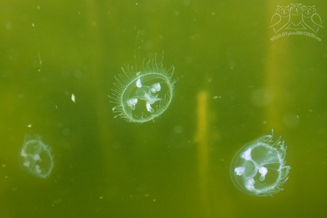 Sladkovodné medúzy alebo ako neu