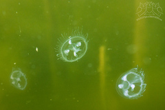 Sladkovodné medúzy alebo ako neu