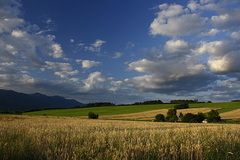 Martinská selanka
