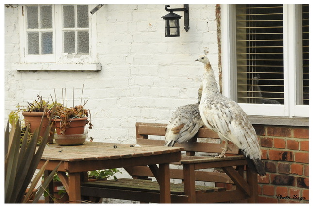 na kralovskom dvore...