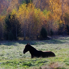 Ranná meditácia