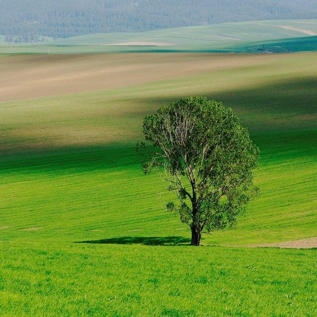 Osamelý strom