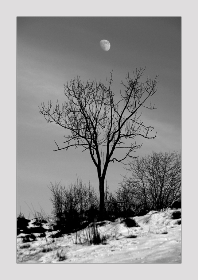 Strom a jeho mesiac