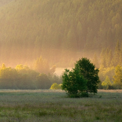 Farby rána