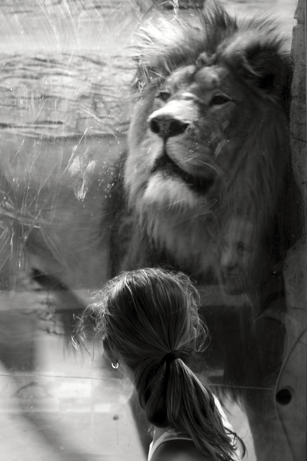 Dievča a lev