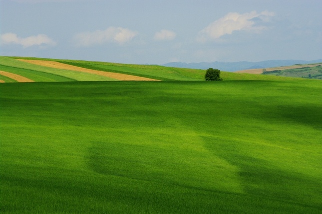 V mladom žitku