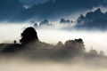 Dreamland