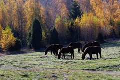 Smer: Východ
