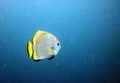 Butterfly Fish