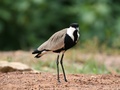 Cíbik tŕňokrídly (Vanellus spino