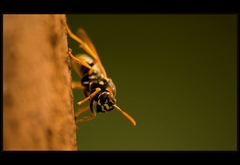 ...zaciname fotit hmyz (prisla j