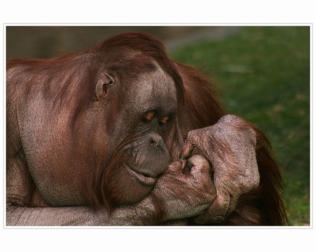 orangutan s vyrazkou:)