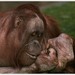 orangutan s vyrazkou:)
