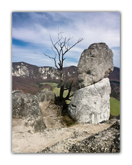 the Tree and the Rock