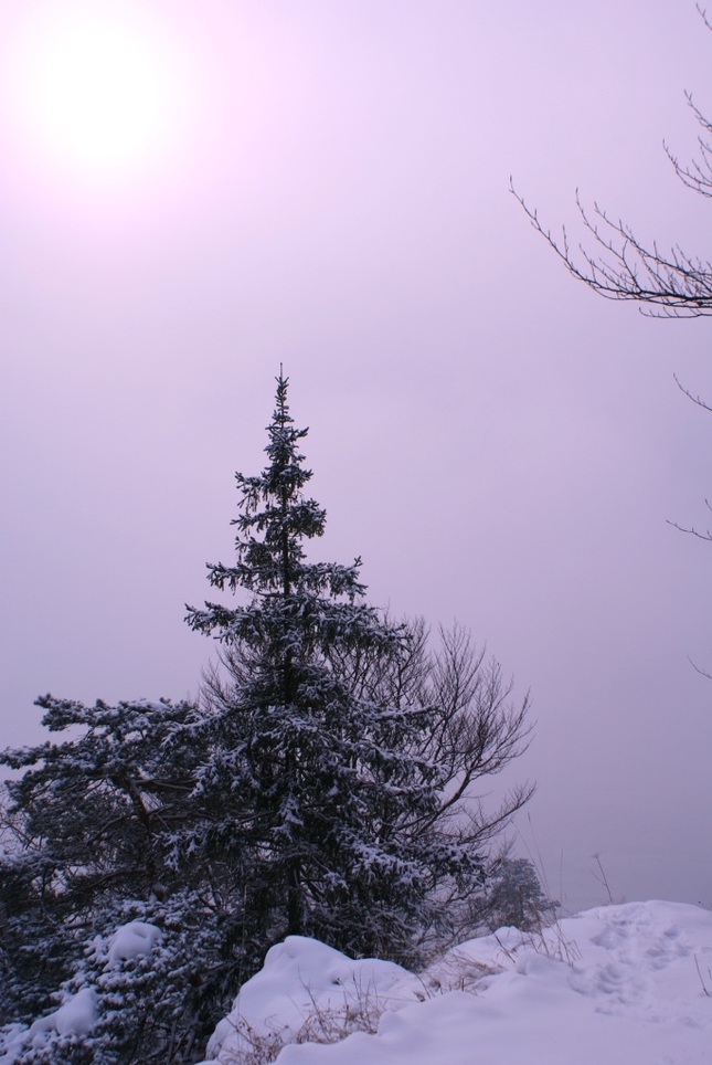 SUN and tree