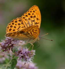 Perlovec striebristopásavý 