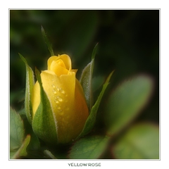 yellow rose