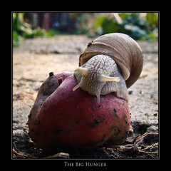 The Big Hunger