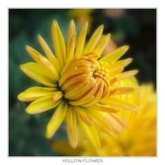 yellow flower