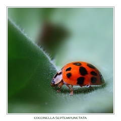 Coccinella septempunctata