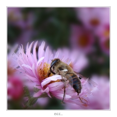 bee...