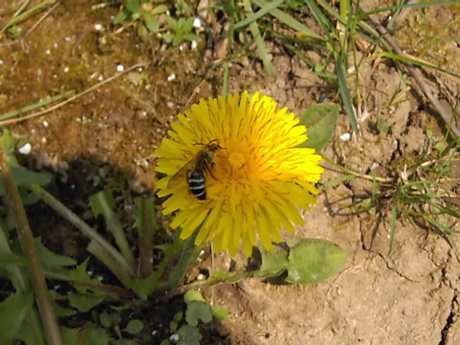 včielka na púpave