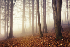 ako som drevo do lesa nosil