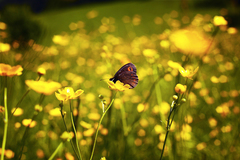 kamuflovaná húsenka