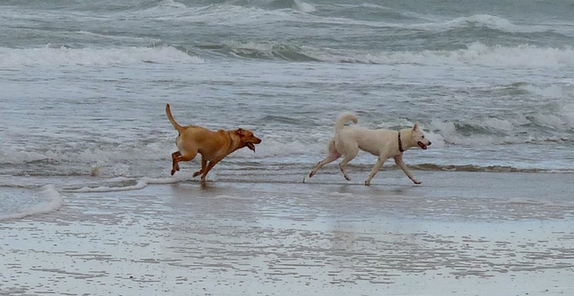 psi na plazi