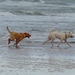 psi na plazi