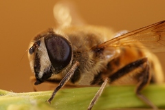 bzzzz :)