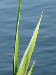 rákos