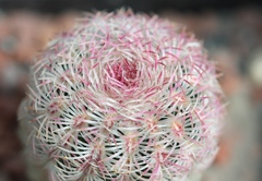 echinocereus
