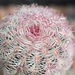 echinocereus