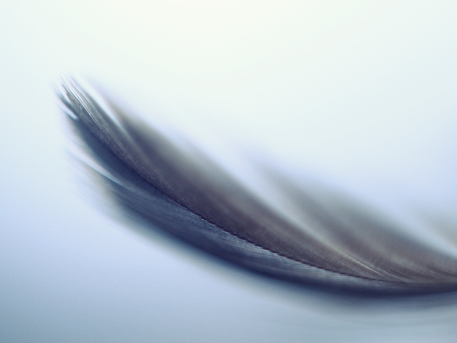 feather away (III)