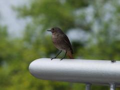dvaja.