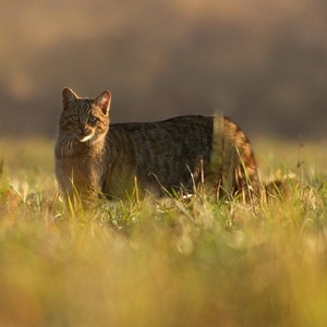 Felis silvestris (mačka divá)