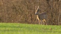 Capreolus capreolus 2
