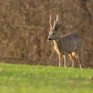 Capreolus capreolus 2