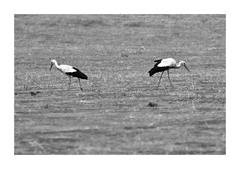 našli?....nenašli.